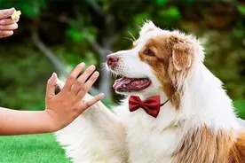 狗狗身上有这6个特征就是“旺家狗”，占的越多，越有福气！图片