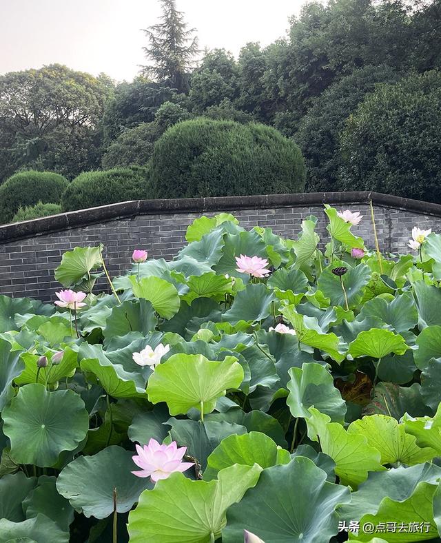 成都第二波荷花开了，环境清凉，比第一波更震撼人心，不要门票！