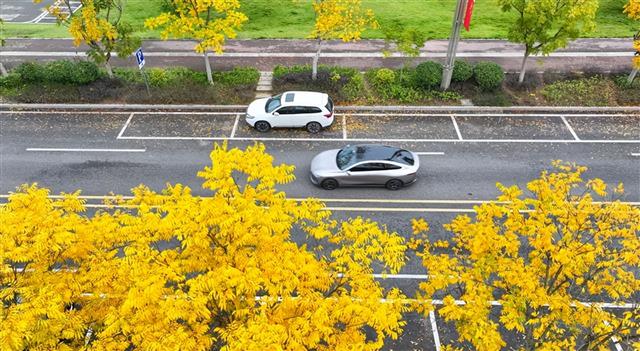 初冬限定！城市街头的金色浪漫
