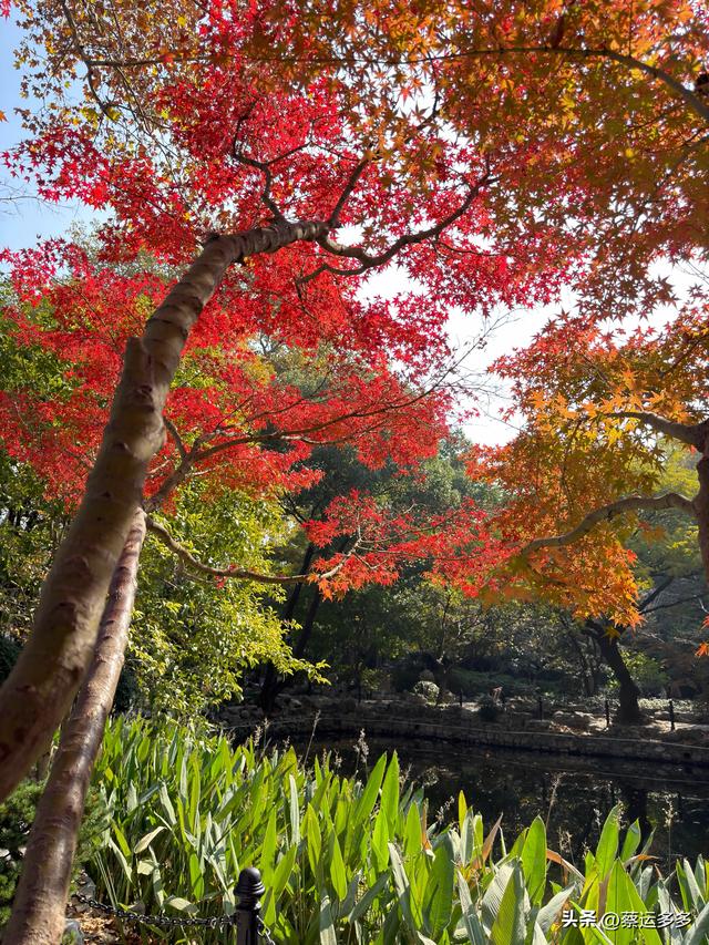 沿着鲁迅的足迹，赏上海秋日美景