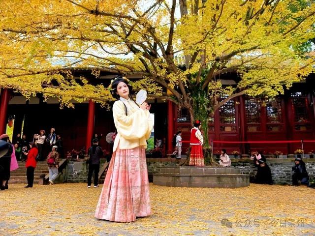 爆料！除了赏银杏，罨画池还有这些玩法~