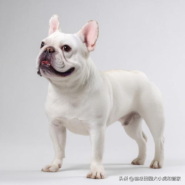 寿命最长的10种狗VS最短的10种狗！第一名能活20年+