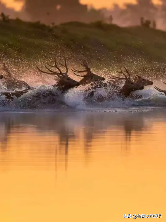 盐城秋日封神攻略：解锁东方湿地的诗意与壮阔