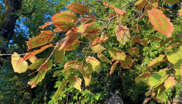 先睹为快｜匈牙利的减碳之道