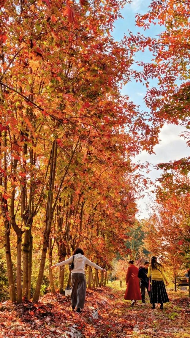 绝美！快来崇州收藏这份限定秋色