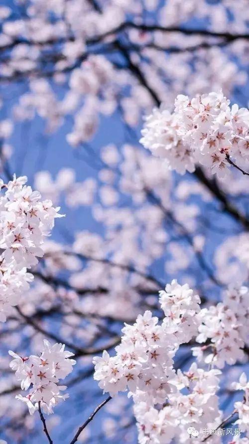 醉是春花烂漫时