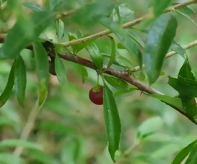 “葳蕤”的“蕤”字该怎么读？“葳蕤”是什么意思？