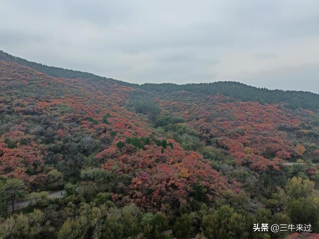 无为在歧路，济南红叶谷
