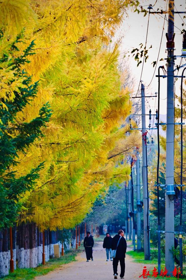 长春这里藏了条“黄金大道”！错过再等一年