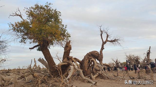 2025国庆西北自驾游（3）：黑城弱水胡杨风景区