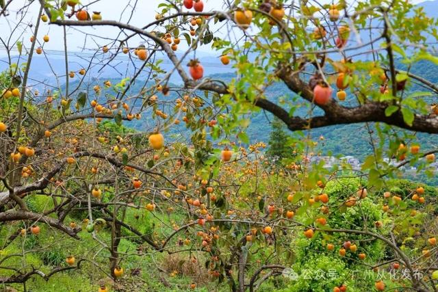 红透山野！从化密石村鸡心柿正当时，解锁“赏柿+住宿+畅行”秋日慢生活
