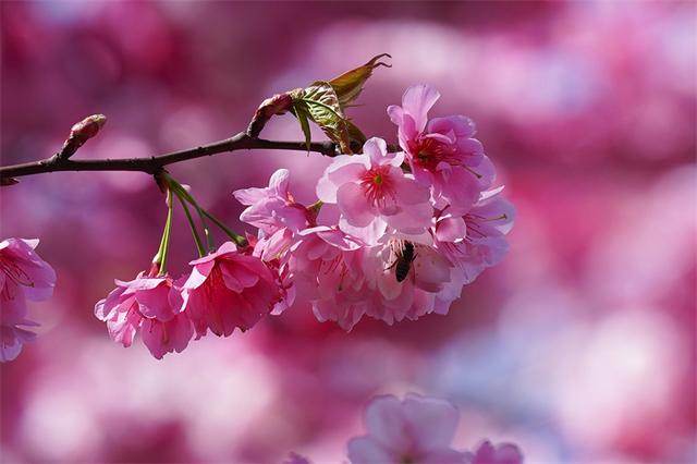 赴富源之约，邂逅新春樱花韵