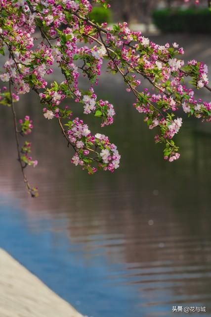 南昌的春天，被这片海棠花海承包了！满城粉雾，美到窒息