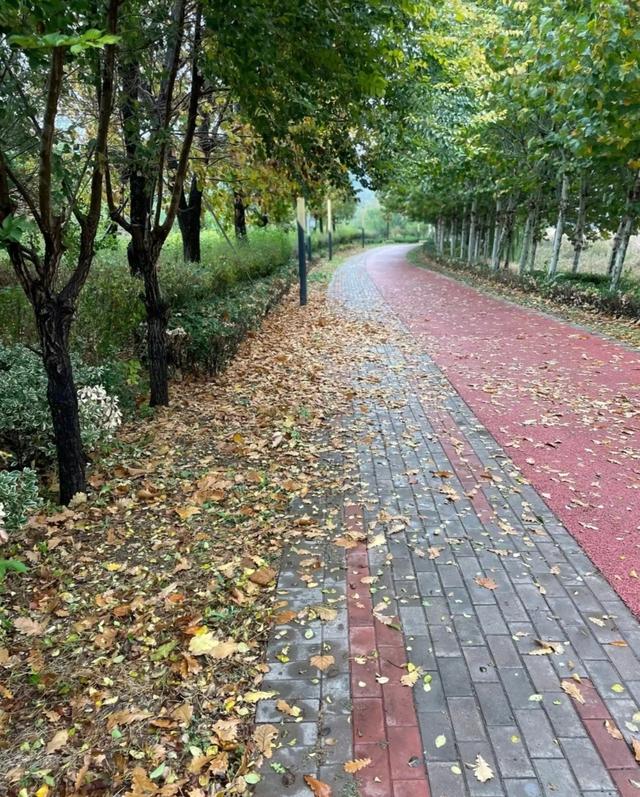 枣城发大风蓝色预警，去锻炼停车后大风劲吹只得离开，只去加了油