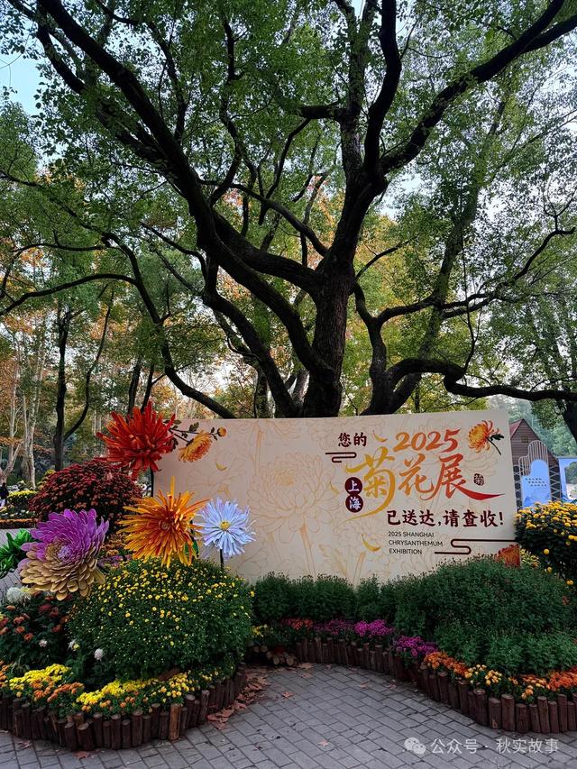 颜值巅峰的冬日秘境!上海共青森林公园,12月最值得去的免费公园