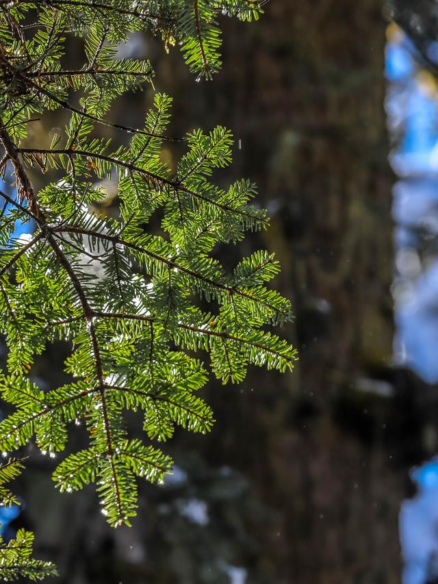 秋末初冬的海螺沟，是雪与金黄交织的双重浪漫