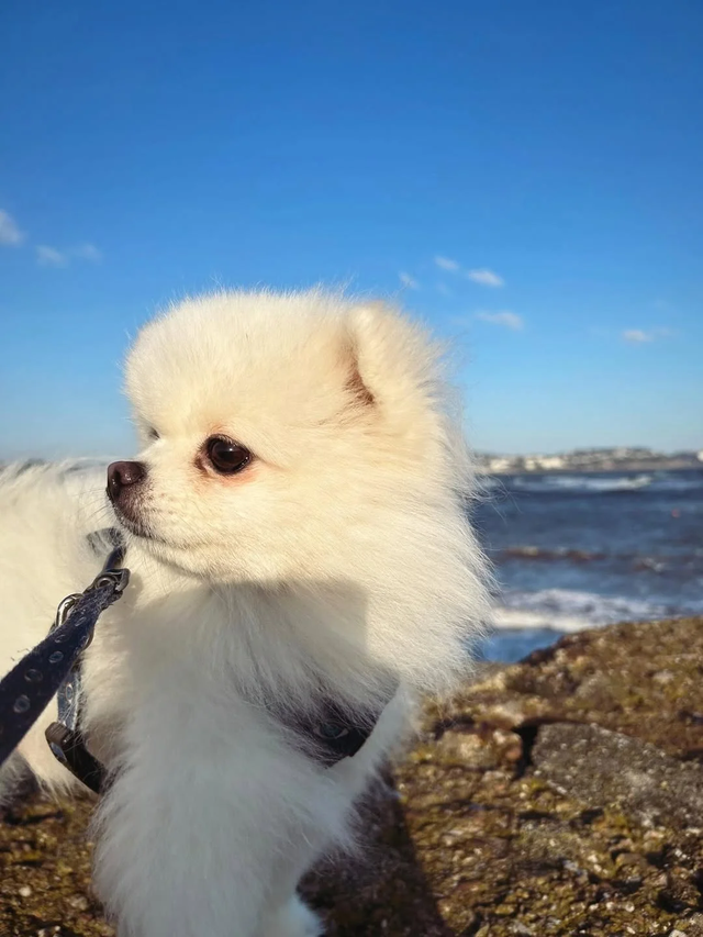 31岁章泽天现身迪拜，2万块穿搭被嘲“奶奶装”，住5位数一晚酒店