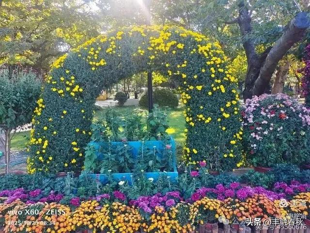 菊绽秋阳里，暗香绕中山｜申艳娟