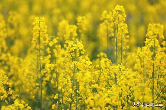 美如画！宜宾一地900亩油菜花开了