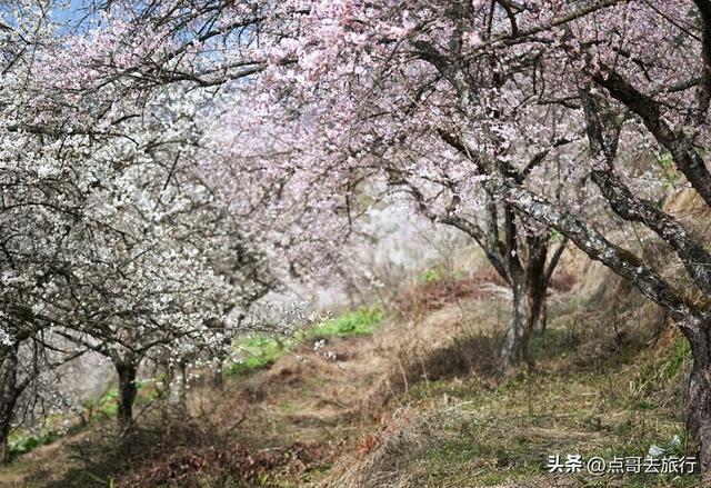 成都真正的“小林芝”盛景，被严重低估，漫山梅花，美到震撼！