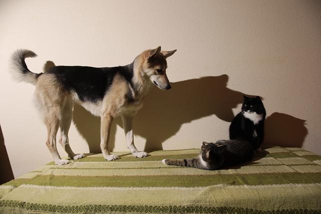 如何有效阻止猫狗大战：15种方法让你的宠物和平共处