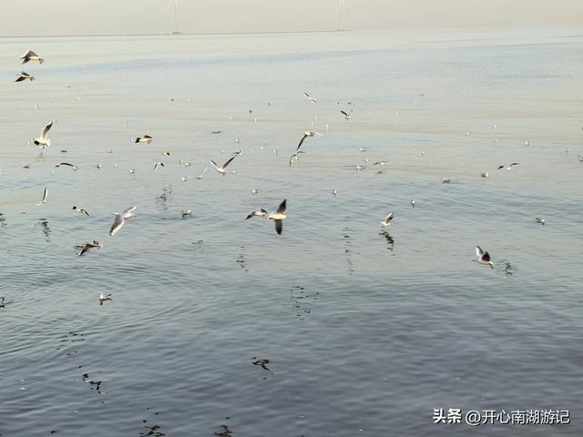 走，去渤海湾看候鸟…