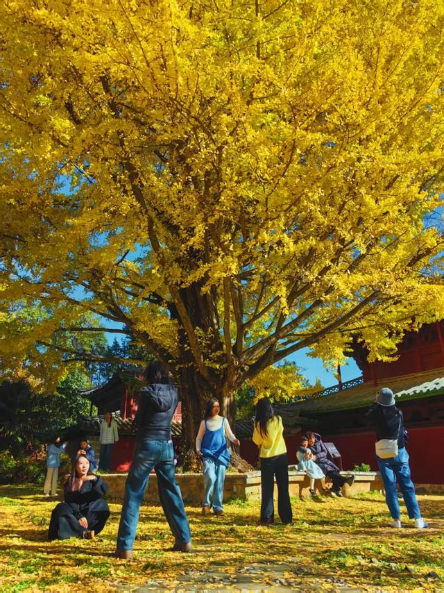 丽江480岁古银杏黄了!白沙古镇里藏着一个金色的浪漫
