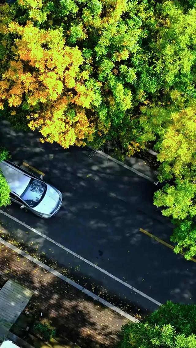 太美了!这里是日照万安路