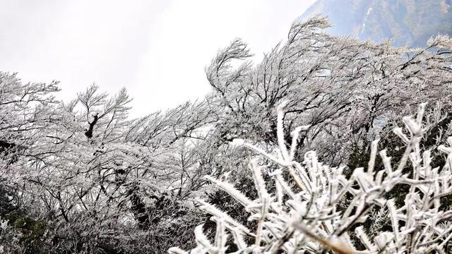 雪景 │ 美到词穷！仁怀首场雾凇惊艳上线
