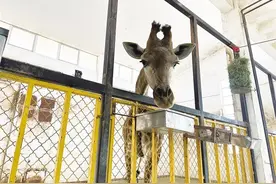 大青山野生动物园冬游记——来看动物们花式猫冬生活吧图片