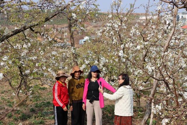弥渡东谷万亩梨花绽放，赏花正当时！