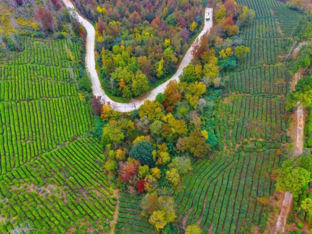 红了！武汉5000余亩红叶树，集体变色