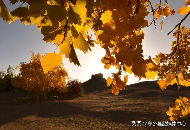 胡杨：边塞秋景里的绚烂