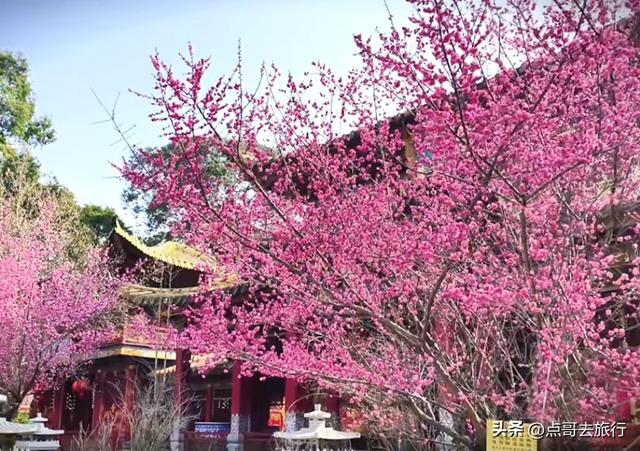 成都彭州最浪漫寺庙，一派梅花盛景，被称为成都人民的“故宫”！