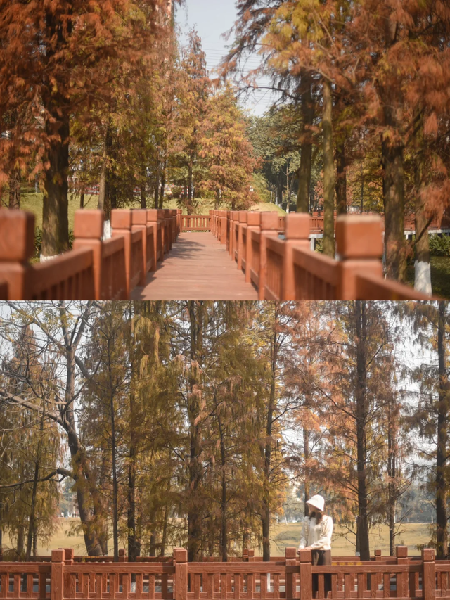 趣游周末丨佛山落羽杉地图！解锁色彩斑斓的绝美秋天！