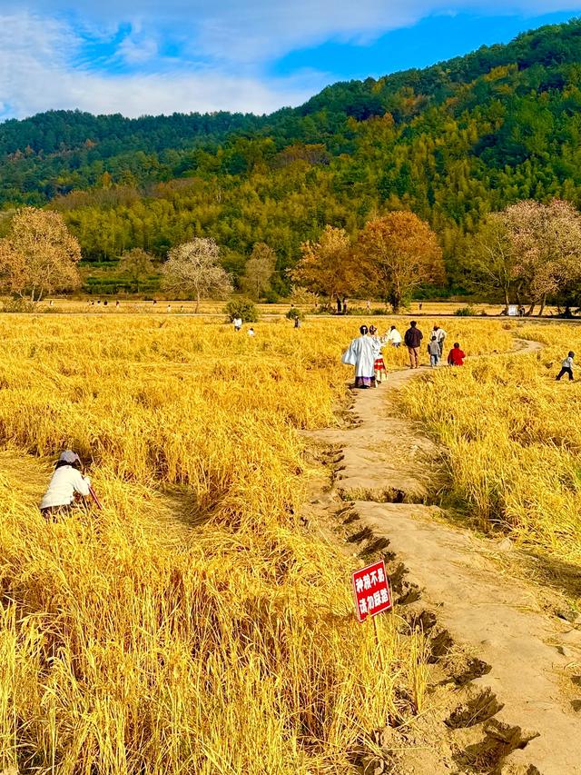 追着晚秋（黟县宏村镇塔川村）