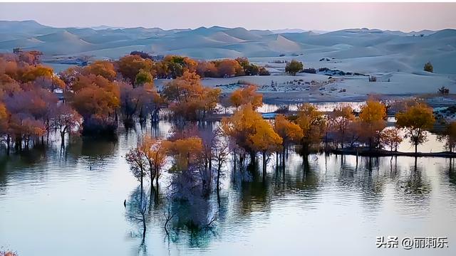 天呐！沙漠里的“金色水上森林”，日落一照直接封神