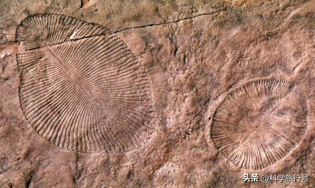 地球是个巨大的培养皿？失败品被一键清除？神秘的埃迪卡拉生物