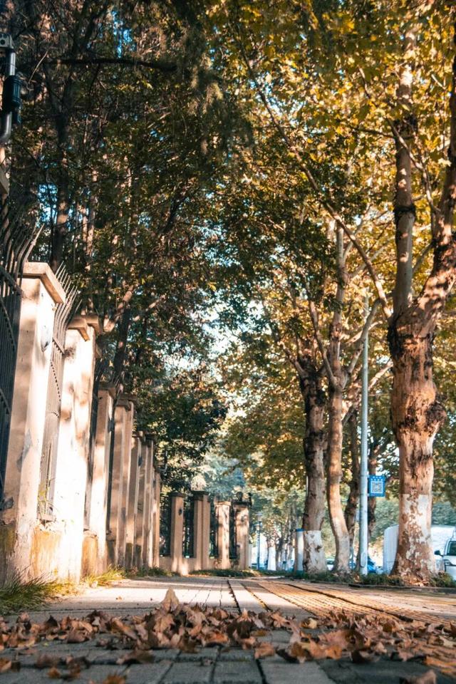 轨道直达！重庆“顶流”梧桐大道已经美到next level了！