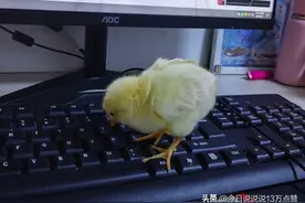 活动送的小鸡 孩子当宠物养，妈妈崩溃：4个星期了到底还死不死？图片