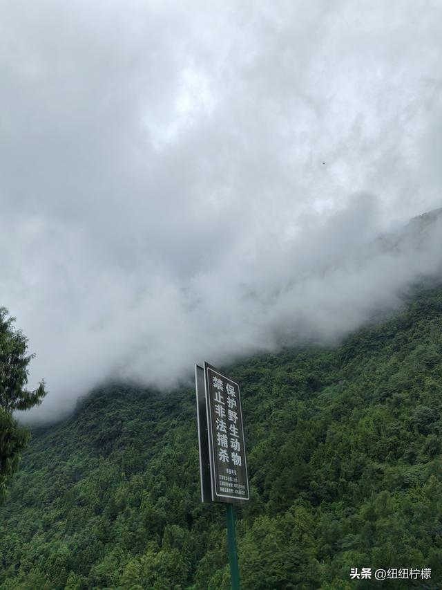 在江津四面山景区看了瀑布爬了梯，又坐了超级滑道听了潺潺流水声