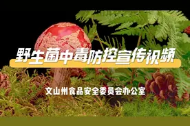 野生菌子千千万 看好种类再下饭图片