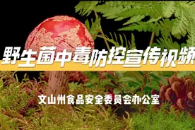 野生菌子千千万 看好种类再下饭图片