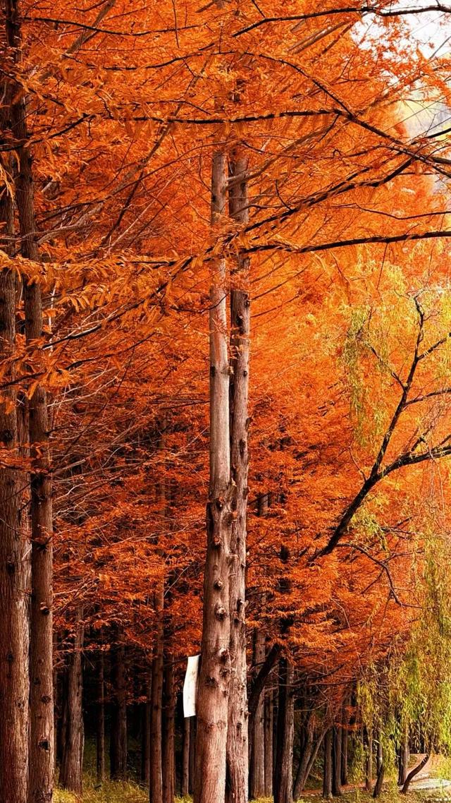 秋日限定 | 两当：把秦岭秋韵装进红叶里