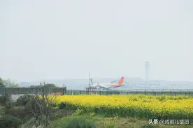 不出成都，这3个地方油菜花多，人少、可露营、看飞机图片