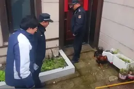 小区养鸡埋隐患，TA们出手解民忧！图片