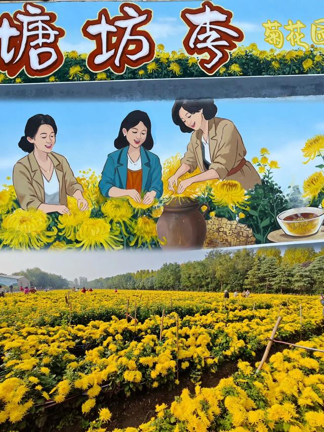 塘坊李的菊花开疯了