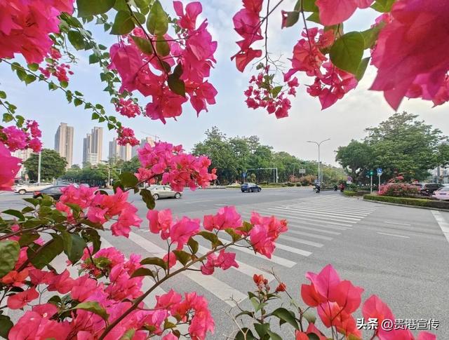 速收藏！贵港十二月赏花地图出炉，这些绝美机位拍出氛围感大片