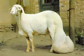 常见的全国各地22种羊的品种，附图鉴,看看你能认识几种！图片