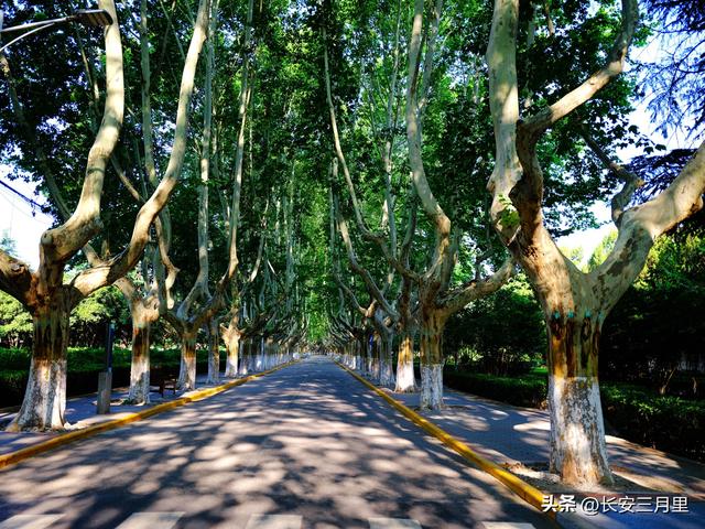 西安交大的梧桐